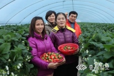 해나루 청정딸기 주렁주렁