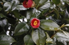 자연휴양림관리소, 4월 추천 자연휴양림에 국립천관산자연휴양림 선정