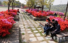 보령댐 물빛공원, 영산홍 만발