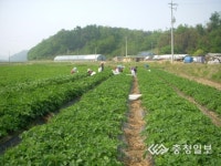 갯바람 맞고 자란 방풍나물 맛보세요