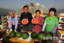 달콤한 예산 수박 첫 출하