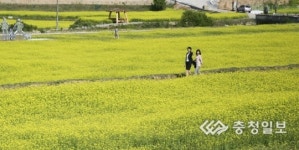 장동 유채꽃밭에서 힐링하세요