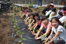 내 텃밭 가꾸며 농사 체험하는 고사리손