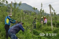농관원 충북지원 괴산 사과 과수원서 일손돕기