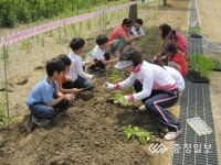 석송초, 학교 텃밭가꾸기 체험학습 실시