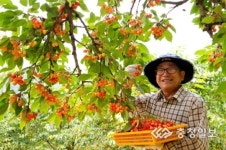 눈과 입 즐거운 체리마을 오세요