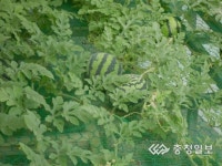 면사무소 화분에 수박이 주렁 소이면, 이색홍보 눈길