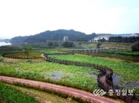 백련·홍련 흐드러진 조천연꽃공원