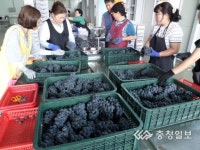 옥천농협 APC센터 공선출하 시작