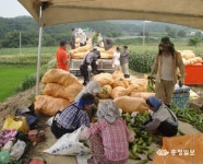 괴산 4-H연합회 찰옥수수 공동수확  농업기술 배우고 나눔도 실천하고