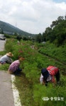 동면 동산2리 코스모스길 조성