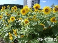 당진1동 해바라기 만개