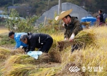 보령시 공무원들 농촌일손 돕기 솔선