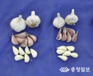 재래종 대체 마늘 충남 1호 개발