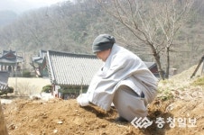 천안 광덕사 호두나무 후계목 식재