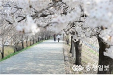 벚꽃길 보러 오세요