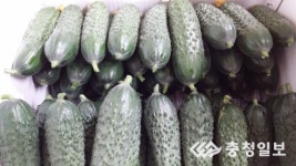 웰빙스넥오이를 아시나요?