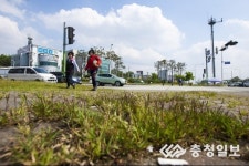 충북 청주 지북사거리 교통섬 잡초 무성