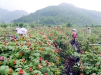 출하 앞둔 월악산 복분자에 영그는 부농의 꿈