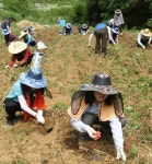 매포읍 공무원들과 기업체, 농촌봉사활동