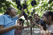 새콤달콤한 추억 따러 오세요