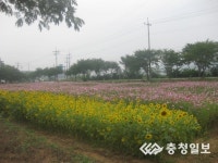 보령시 오천면, 해바라기.코스모스꽃 보고 미소 지으세요