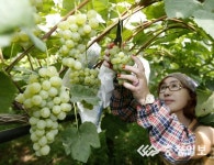 당도 높은 태안군 포도 드셔보세요!