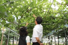 경부고속도로 입장휴게소 8일 거봉포도 수확 체험 행사 개최