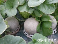 수신면, 가을 멜론 출하