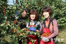 임금님께 진상 됐던 명품 대추 맛 보세요