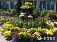 목천읍사무소, 국화 전시회