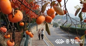 영동 감 가로수길 138㎞로 늘어