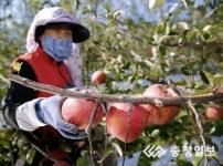 미네랄 풍부하고 당도 높은 태안군 사과 수확 한창