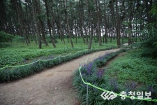 충남 서천군 장항 송림산림욕장의 새로운 변신