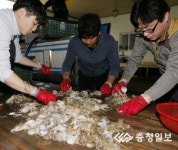 태안군, 주꾸미 공급거점 입지 굳힌다