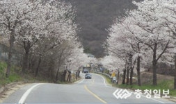북면위례벚꽃축제, 16∼17일 열려