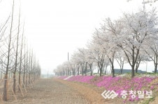 생극면 응천공원 새로운 벚꽃 명소로 뜬다
