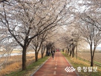 20㎞ 花려한 벚꽃터널  봄 나들이 명소로 각광