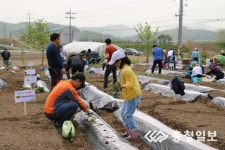 텃밭에 각종 채소 심어요
