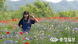 응천공원 꽃양귀비 만발