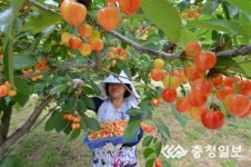 음성 소이면 갑산 체리마을, 체리 본격 수확