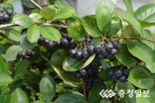 왕의 열매로 건강백세 누리세요