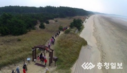태안 해변길 솔모랫길 걷기 대회 열려 