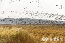 겨울 철새들의 낙원 서산 천수만