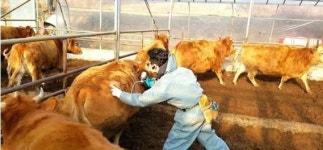 AI 잠잠하니 이번엔 구제역