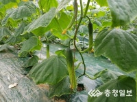 천안 하늘그린 오이 출하 시작