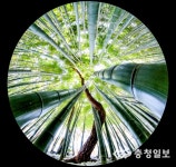 충청일보 창간 71돌...송죽지절(松竹之節)의 정신 되새기겠습니다.