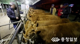 구제역 진정세... 다시 불켜진 우시장