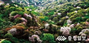 [가족·친구·연인 손잡고… 봄나들이 어디로 갈까?]비단고을 산꽃 즐기며 삼맥파티