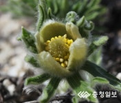 백두대간수목원 봄꽃 활짝